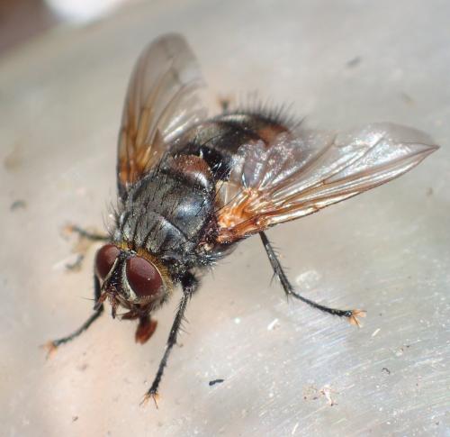 Réf. 235 175 : Nemoraea pellucida